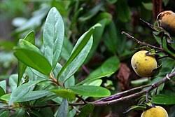 Image result for Diospyros truncatifolia