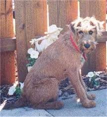 Irish Terrier Dog Breed Information And Pictures