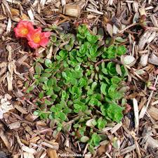 Deadhead and trim back leggy growth to make your august garden neater and trimmer. Portulaca This Plant Thrives On Neglect Garden Sanity By Pet Scribbles