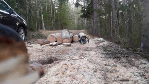 Image result for site:byggahus.se trädfällning