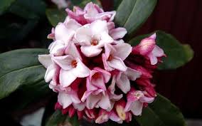 Check spelling or type a new query. Pin On Plant Life Plant Lif