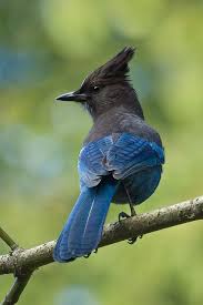 Large Bird With Black Head And White Body Steller S Jay Pet Birds Rare Birds Pretty Birds