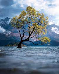 The Lone Tree Of Wanaka A Hundred Year Old Willow That Stands In The Waters Of Lake Hawea At Wanaka Phot Nature Themed Presents Photography Lone Tree