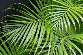 Pinus is the sole genus in the subfamily pinoideae.the plant list compiled by the royal botanic gardens, kew and missouri botanical garden accepts 126 species names of pines as current, together with 35 unresolved species and many more synonyms. How To Prune Areca Palm Garden Lovers Club