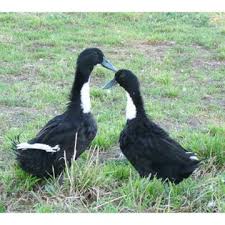 Baby american pekin duck for sale. Buy Baby Ducklings Ducklings For Sale Delivered