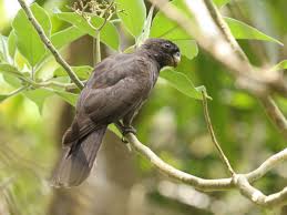 Comoro Black Parrot - Coracopsis sibilans - Birds of the World