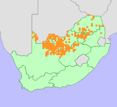 Image result for Indigofera daleoides