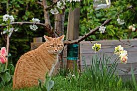 Doch es gibt recht einfache mittel, um katzen fernzuhalten. Katzenschreck So Halten Sie Katzen Fern Vom Garten Selbermachen De