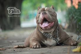 Never miss another show from psy cho billy. Offline Cho Bully Ngáº¯m Ä'a ChÆ¡i Vui