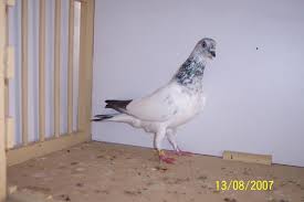 Budapester weissschwingiger hochflieger, budapesti magasröptü csapos keringö, будапештский белоконцый высоколётный. Dhww Danziger Hochflieger