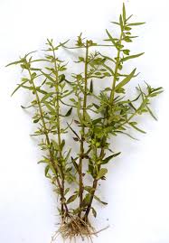 Image result for Bacopa floribunda