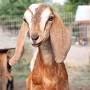 Goat breeds from www.pugetsoundgoatrescue.org