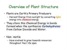 Check spelling or type a new query. Plant Cells Overview Of Plant Structure Online Presentation