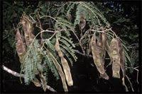 Image result for Aeschynomene stolzii