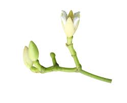 Image result for Rhizophora mucronata