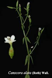 Image result for Gentianaceae