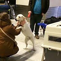 However, at a minimum, the crucial. Pet Transport Relocation Worldwide Into And From India Animal Transport Petspot