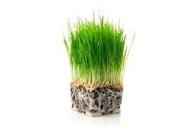 Could it be that i'm now seeing the fruits of my labor? Learn About Wheatgrass Urban Cultivator