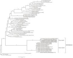 Image result for Agrocharis incognita