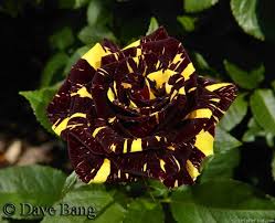 Abracadabra Rose Rose Hybrid Tea Roses Flowers