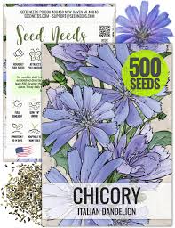 Image result for Cichorium intybus