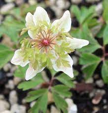 Anemone Nemorosa Green Fingers Anemone Shade Perennials Garden In The Woods