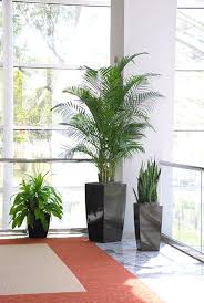 Interior Plantscapes Office Plants Plant Decor Plants