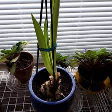 What Am I Doing Wrong With My Amaryllis I Only Get Super Long Floppy Leaves No Flowers Plantclinic