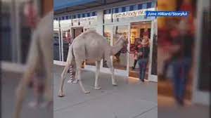 The camel test kit is a set of extensions and apis which allow you to test your camel applications. Camel Spotted At Bath Body Works Store With Its Owner In Nevada Abc7 San Francisco