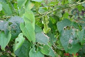 Image result for Dioscorea minutiflora