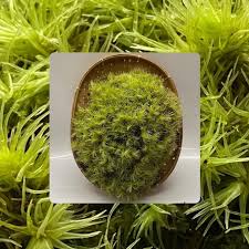 Image result for Bosqueiopsis