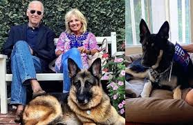 President biden's dogs were reportedly booted from the white house for being too aggressive. Biden S Dogs Booted From White House Animal Lovers Paws Itively Mad