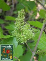 Image result for Vitaceae