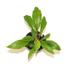 Image result for Chlorophytum affine