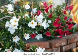 Image result for dipladenie amonea