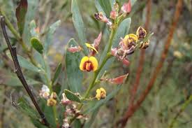 Image result for Indigofera mimosoides
