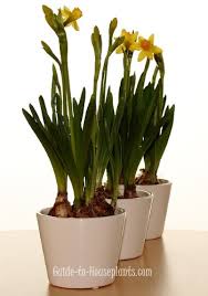 Once those gorgeous sunny blooms fade, they need to be removed so that the bulbs will stop trying to use up energy to create seeds. Growing Daffodils Indoors Steps For Forcing Daffodils