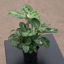 Image result for Maranthes goetzeniana