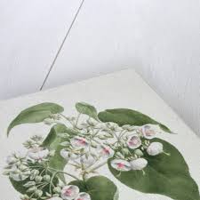 Image result for Dombeya torrida