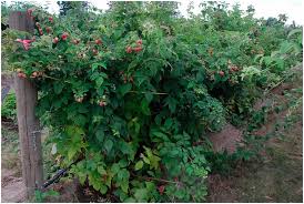 Phytophthora root rot is most commonly associated with heavy soils and portions of fields that are slow to drain. Kokanee Primocane Fruiting Red Raspberry In Hortscience Volume 53 Issue 3 2018