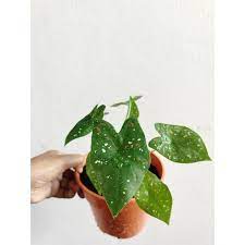 Caladium florida sweatheart pflanze zimmerpflanze. Real Plant Caladium Tricolor Keladi Florida Clown Murah Shopee Malaysia