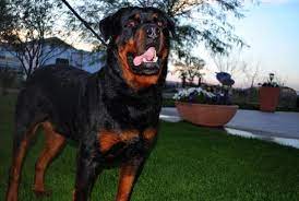 If you are unable to find your rottweiler puppy in our puppy for sale or dog for sale sections, please consider looking thru thousands of rottweiler dogs for adoption. German Rottweiler Puppys For Sale In Salem Oregon Classified Americanlisted Com