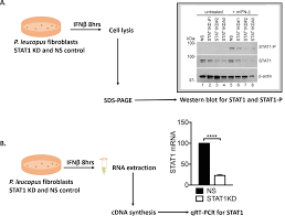 Lentiviral Knockdown Of Transcription Factor Stat1 In