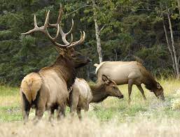 Elk Photograph Bull Elk With His Harem By Bob Christopher Elk Hunting Bull Elk Elk Pictures