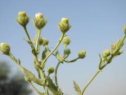 Image result for Pseudoconyza viscosa