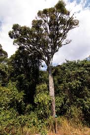 Image result for Cussonia spicata