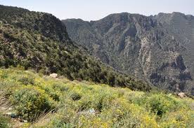 Image result for Plicosepalus amplexicaulis