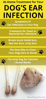 The Secret To Getting Rid Of Ear Infections In Your Dog At Home Dogs Ears Infection Dog Treatment Dog Health Tips