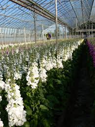 Pin On Stocks Colours Varieties