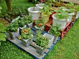 I bet you never thought you could grow your own pineapple! Crafty Container Vegetable Gardening Design Ideas And Tips